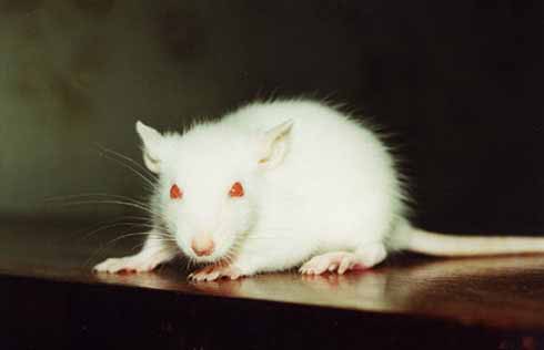 http://rat.ru/standard/albino.jpg